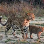 Jawai Leopard Safari Tour