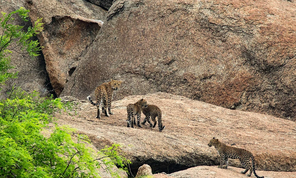 Bera Safari Lodge