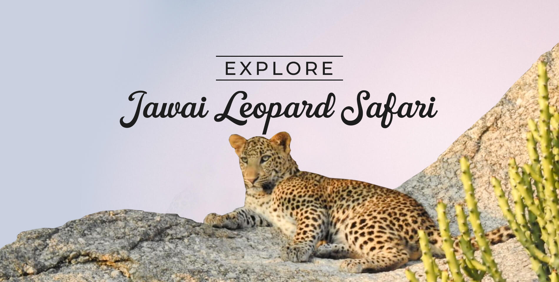 Wildlife Safari in Jawai