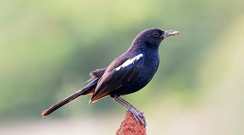 Bird Watching in Jawai