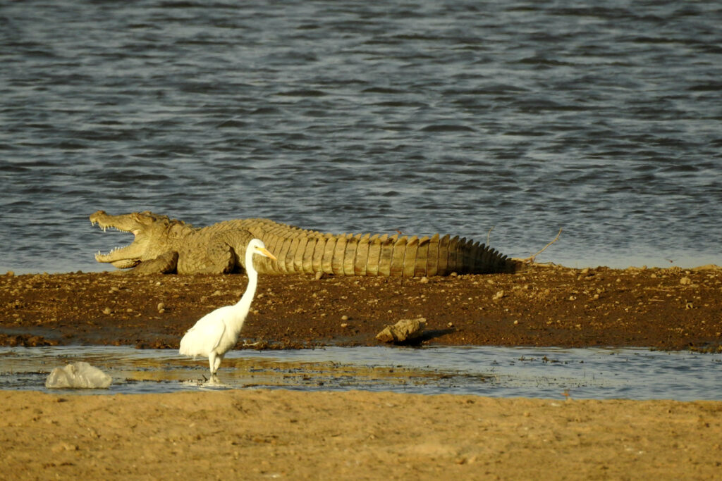 Jawai Crocodile Sighting