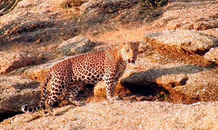 Jawai-Leopard-Conservation