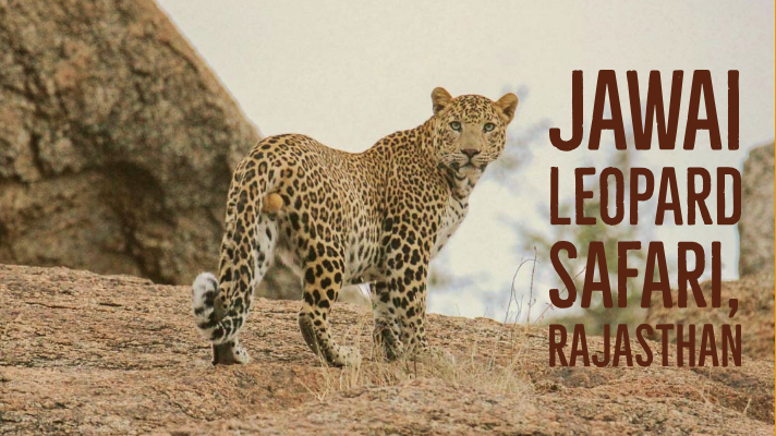 Jawai Safari Camp Packages