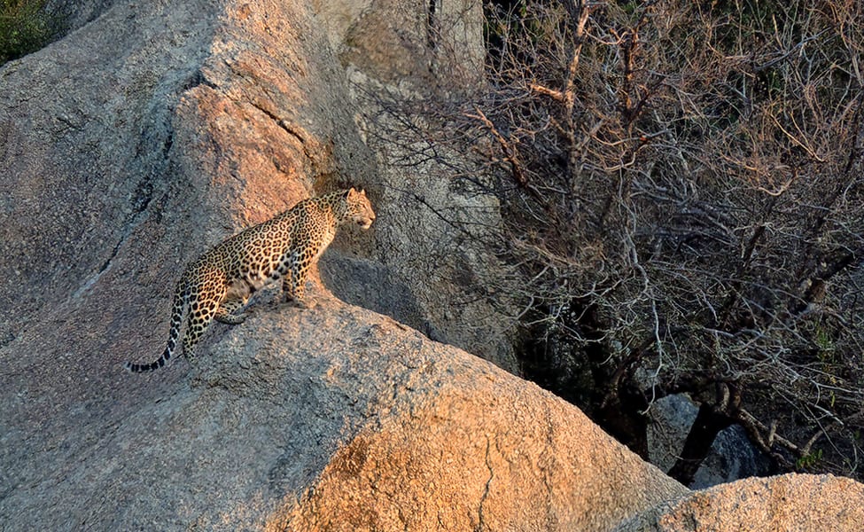 Jawai Safaris