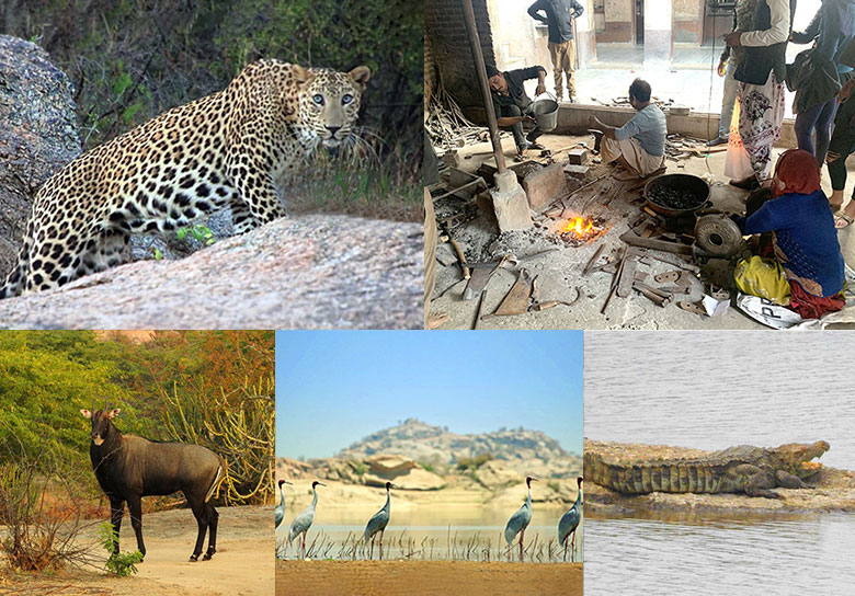 Leopard Safari In Jawai Bandh