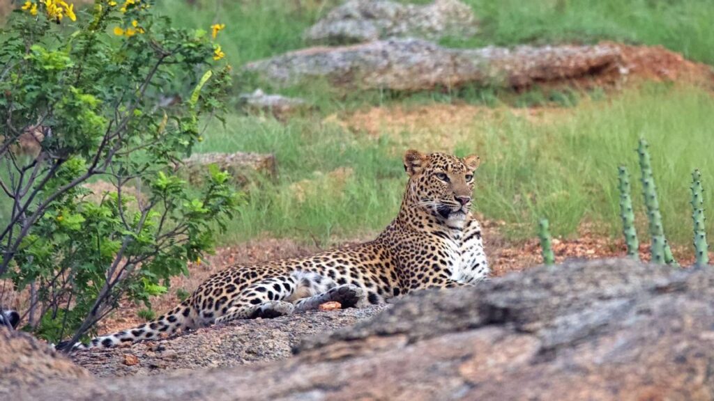 Leopard Safari In Jawai