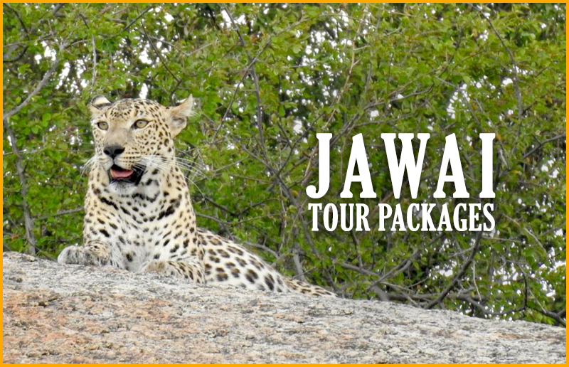 Jawai Corporate Group Tour