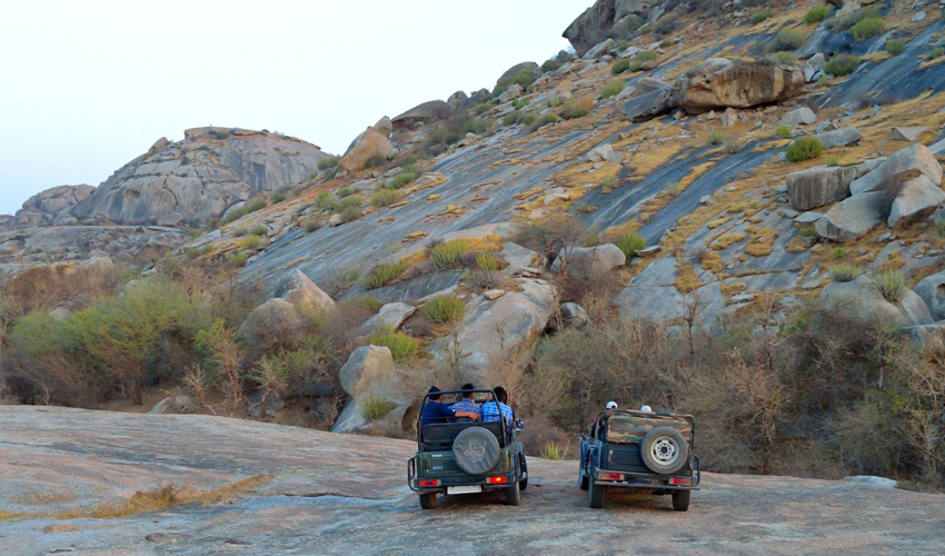 Jawai Leopard Safari charges