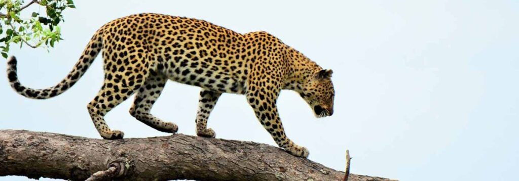 leopard-safari-jawai