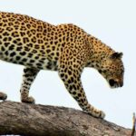 leopard-safari-jawai