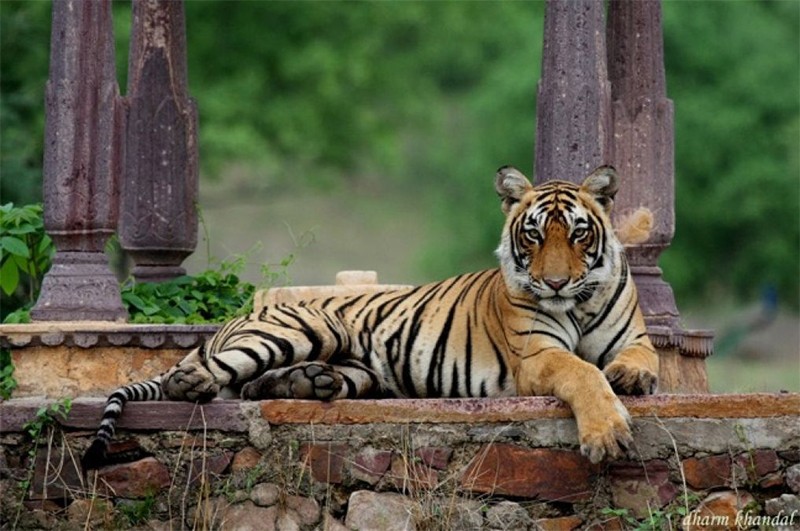 ranthambore_national_park