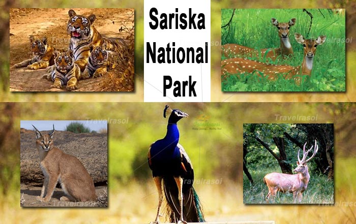 sariska-national-park-tr-cp